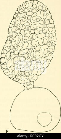 . Embryogenesis in plants. Embryology. Fig. 68. Embryonic development in a monocotyledon, Lininophyton obtusifoUiim (X 284, after Johri) in relation to the embryonic developments found in primitive dicoty- ledons (p. 252). They also suggest that the single cotyledon is not likely to be explained in terms of the abortion or suppression of one of the primordia in an initially or potentially dicotyledonous organisation. If we assume that the ancestors of the monocotyledons had two (or more) cotyledons, and that a critical genetical change, or series of changes, resulted in the monocotyledonous co Stock Photo