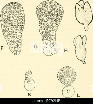 . Embryogenesis in plants. Embryology. Fig. 62. Embryogeny in primitive dicotyledons A-H, Degeneria titiensis (A-G, x 283; H, x 90; after Swamy). J, L, Cercidi- phyUiun japoiiiciim (x 560, after Swamy and Bailey). Himantandraceae and Magnoliaceae should properly be regarded as three distinct but closely related families, all presumably being coin- prised within the order Magnoliales. In Trochoclcfidron and Tetracentron, Nast and Bailey (1945) have noted that the endosperm constitutes the greater part of the seed, the. Please note that these images are extracted from scanned page images that ma Stock Photo