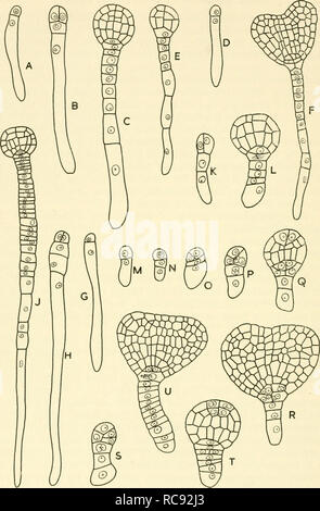 Embryogenesis In Plants Embryology V A F Gt V Quot Fig 4 A D The Effect Of Centrifuging Fucus Zygotes A A Fertilised Egg 23 Min After Being Centrifuged For Min