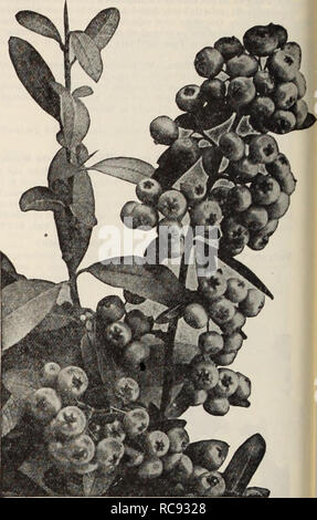 . Dreer's garden book / Henry A. Dreer.. Nursery Catalogue. Dourle Flowering Peach Pyracantha (Crataegus) Coccinea Lalandi Pyracantha (Crataegus) Coccinea Lalandi (Firethorn or Evergreen Thorn) There is no other fruiting evergreen Shrub that is so attractive throughout the year as this fiery Thorn and which will succeed in any fairly sunny position, developing into a shapely plant 6 or more feet high; it may be planted either in connection with other Shrubs or as a single specimen or may be trained with wonderful effect against a wall. Its large trusses of white flowers are followed in summer  Stock Photo
