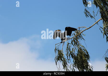 an adult cormorant ready to take off from a tree Stock Photo