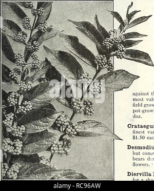 . Dreer's garden book 1926. Seeds Catalogs; Nursery stock Catalogs; Gardening Equipment and supplies Catalogs; Flowers Seeds Catalogs; Vegetables Seeds Catalogs; Fruit Seeds Catalogs. Buddleia (Butterfly Shrub) Corchorus or Kerria Japonica Fl. PI. {Globe-flower). A particularly valuable shrub, graceful habit of growth and free and continuous flowering, producing attractive double golden- yellow flowers from June to October. 60 cts. each. Cornus Alba Sibirica {Coral Dogwood). A strong growing variety, crimson colored branches in winter. 60 cts. each.. — — — Elegantissima. white. 75 cts. each. F Stock Photo