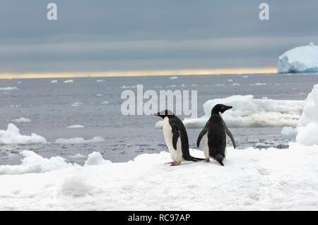 Two Adelie penguins (Pygoscelis adeliae) on the ice shelf, Brown Bluff, Antarctic Peninsula, Antarctica