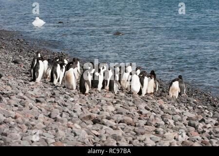 Group of Adelie penguins (Pygoscelis adeliae) on the stone beach, Paulet Island, Erebus and Terror Gulf, Antarctic Peninsula Stock Photo