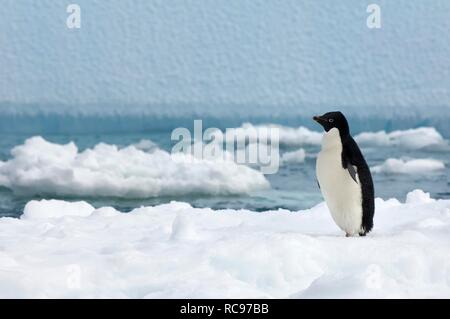 Adelie penguin (Pygoscelis adeliae) standing on an iceberg, Paulet Island, Erebus and Terror Gulf, Antarctic Peninsula Stock Photo