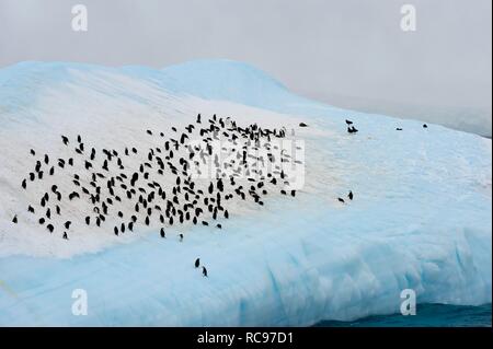 Group of Chinstrap penguins (Pygoscelis antarctica) congregated on an iceberg, South Orkney Islands, Antarctica Stock Photo