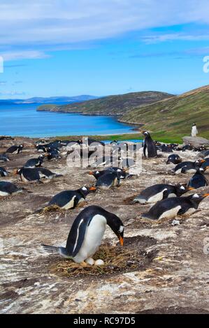 Gentoo penguin (Pygoscelis papua), one in the nest with an egg at front, New Island, Falkland Islands, South America Stock Photo