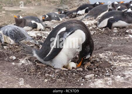 Gentoo penguin (Pygoscelis papua) in the nest with an egg, New Island, Falkland Islands, South America Stock Photo