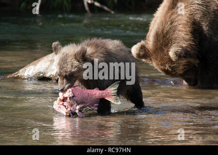 Small cub bear holds salmon. The bear hold big fish. Female bear protects small bear. Stock Photo