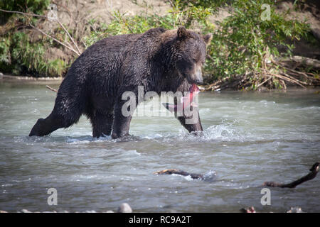 A brown wild  bear fishing in Kuril lake. Kamchatka. Russia. Stock Photo