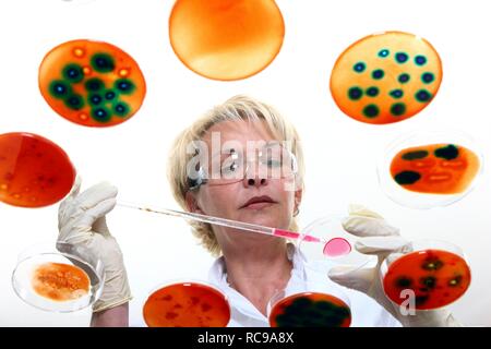 Laboratory technician working with bacteria cultures in petri dishes in the lab Stock Photo