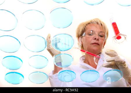 Laboratory technician working with bacteria cultures in petri dishes in the lab Stock Photo