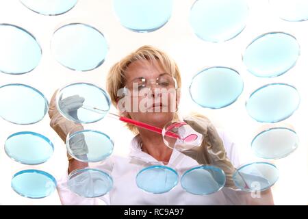 Laboratory technician working with bacteria cultures in petri dishes in the lab Stock Photo