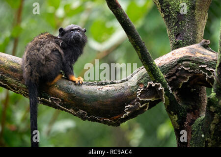 Golden handed Tamarin. Tamarin Saguinus midas sitting on branch. Wild life animal. Stock Photo