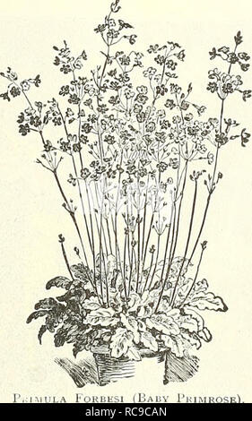 . Dreer's garden book : 1904. Seeds Catalogs; Nursery stock Catalogs; Gardening Equipment and supplies Catalogs; Flowers Seeds Catalogs; Vegetables Seeds Catalogs; Fruit Seeds Catalogs. ^% PRIMULA (Primrose). FkIMLLA V ULGAKIb The charming and beauliful Chinese Fringed Primroses and obconica varieties are indis- / ^ pensable for winter or spring decorations in ^ the home or conservatory. They are one of our most important winter-blooming pot plants. The seed we offer is of the highest ] merit, and has, as usual, been saved from the best strains of English and Conlinental growth. Florists and  Stock Photo