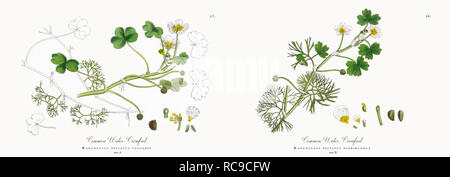 Antique Victorian Botanical Illustrations, Circa 1863 Stock Photo