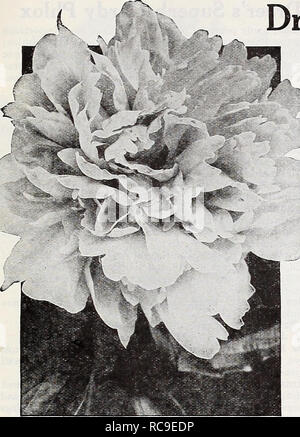 . Dreer's autumn catalogue 1932. Bulbs (Plants) Catalogs; Flowers Seeds Catalogs; Gardening Equipment and supplies Catalogs; Nurseries (Horticulture) Catalogs; Vegetables Seeds Catalogs. v HARDY PERENNIAL WANTS / 39. Double Herbaceous Peony Dreer's Fragrant Peonies The wonderfully improved Peonies introduced in recent years are truly the &quot;Queens of Spring Flowers,&quot; and are well adapted for massing in beds, and particularly valuable for planting in groups throughout the perennial or shrubbery border, where their brilliant hues add attraction to all around. Their requirements are so si Stock Photo