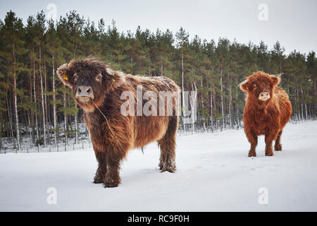 Portrait of highland cows in pasture Stock Photo