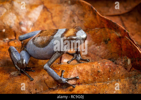 Blue Harlequin poison dart frog, Oophaga histrionica. A small tropical exotic poisonous dartfrog from the rain forest of Colombia. Stock Photo