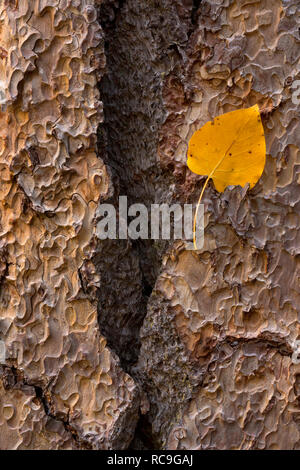 A leaf from a poplar tree balances in the bark of a Ponderosa Pine in the fall. California, USA Stock Photo