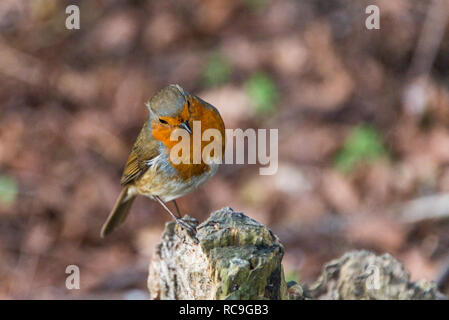 A European robin (Erithacus rubecula) perched on a tree stump Stock Photo