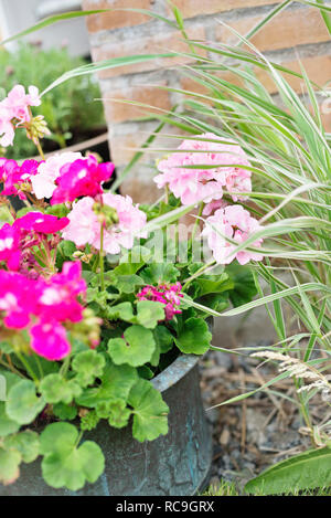 Pink geraniums in pot Stock Photo