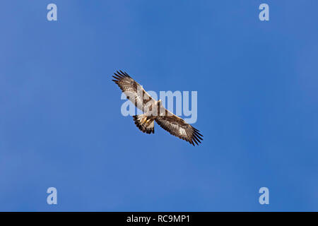 European golden eagle (Aquila chrysaetos) juvenile in flight soaring against blue sky Stock Photo