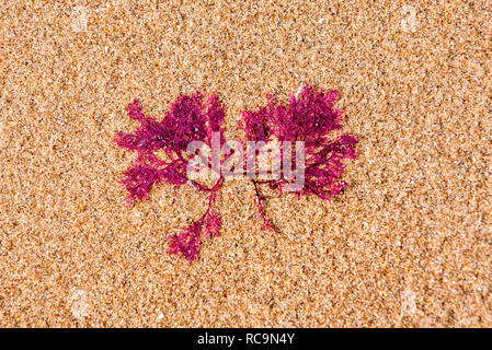 Membranoptera alata, small red marine alga washed on beach Stock Photo