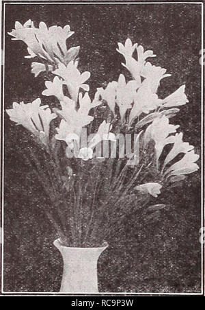 . Dreer's autumn catalogue 1932. Bulbs (Plants) Catalogs; Flowers Seeds Catalogs; Gardening Equipment and supplies Catalogs; Nurseries (Horticulture) Catalogs; Vegetables Seeds Catalogs. kBULBS SMLL PLANTING. Freesia Ornithogalum Arabicum (Arabian Star of Bethlehem) A very showy and distinct species, bearing racemes of white flowers with a black centre, having a sweet aromatic odor; grows 1 to 2 feet in height, and succeeds in cold frames or in sheltered locations outdoors in the vicinity of Philadelphia if protected. Also excellent for forcing, and of the easiest cultivation. (See cut). 12 ct Stock Photo