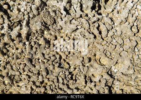 close up of hard stony coral Stock Photo