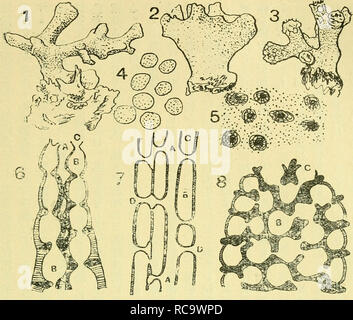 Dobutsugaku Zasshi Zoology Zoology Ae Aºaaeaa Aºae A I 5 A X To X X Lt E X X X X X Ae X A M Ae E A Quot X X X X X