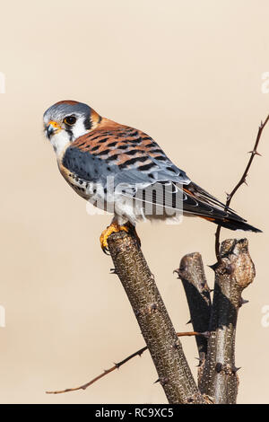 American kestrel hunting from perch Stock Photo