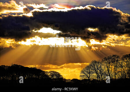 Single bird flying through warm sunbeams shining through clouds and trees Stock Photo