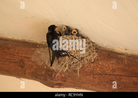 Tiny, baby, Swallow chicks with open mouths (beaks) in nest being fed by parent. Stock Photo