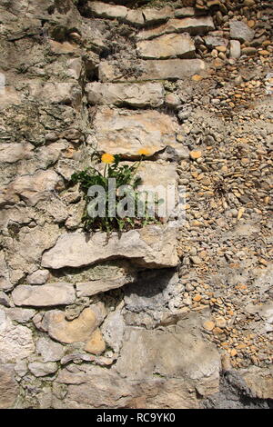 Dandelions on a wall Stock Photo