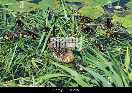 Female Mallard. Wild duck. Anas platyrhynchos and her ducklings on reeds, Chichester Ship Canal. Stock Photo