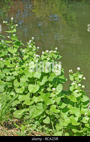 Garlic Mustard, Alliaria petiolata, growing by Chichester Ship Canal. Stock Photo