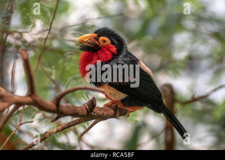 Bearded barbet (Lybius dubius). Barbets and toucans are a group of near passerine birds with a worldwide tropical distribution. Stock Photo