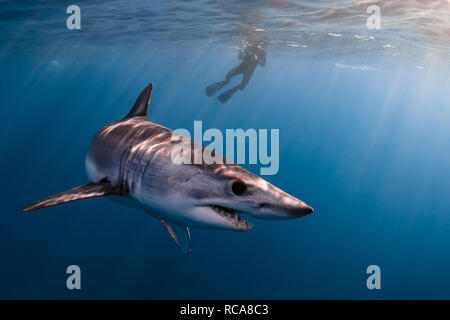 Mako shark in the pacific ocean Stock Photo