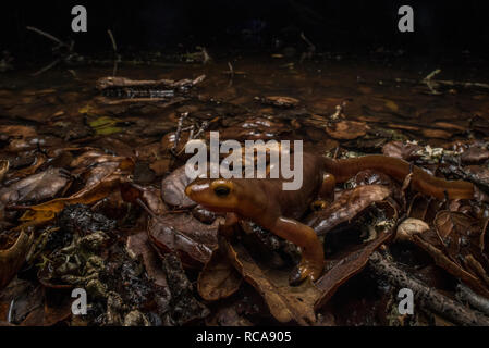 A california newt (Taricha torosa) a poisonous species of salamander found in California walks around the edge of its breeding pond at night. Stock Photo