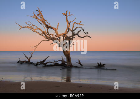Dead oak trees on Driftwood Beach on Jekyll Island, Georgia Stock Photo