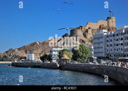 Corniche of the Muttrah district, Muscat, Oman, Arabian Peninsula, Middle East, Asia Stock Photo