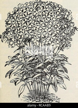 . Dreer's 1907 garden book. Seeds Catalogs; Nursery stock Catalogs; Gardening Equipment and supplies Catalogs; Flowers Seeds Catalogs; Vegetables Seeds Catalogs; Fruit Seeds Catalogs. Pentsthmon Sensation. Most useful perennials, either for the border or rockery. Sensation. A beautiful strain of Gentianoides grandiflorus, bearing spikes of large Gloxinia-like flowers in a great variety of bright colors, including rose, cherry, crimson, purple, lilac, etc. The plants grow 2-jr feet high, and bloom from early summer till frost. For bedding they rival Phloxes, Petunias, etc. Should be given some  Stock Photo