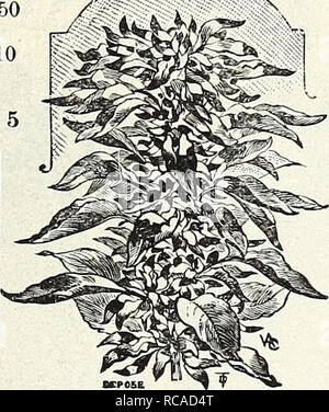 . Dreer's garden book 1916. Seeds Catalogs; Nursery stock Catalogs; Gardening Equipment and supplies Catalogs; Flowers Seeds Catalogs; Vegetables Seeds Catalogs; Fruit Seeds Catalogs. . Please note that these images are extracted from scanned page images that may have been digitally enhanced for readability - coloration and appearance of these illustrations may not perfectly resemble the original work.. Henry A. Dreer (Firm); Henry G. Gilbert Nursery and Seed Trade Catalog Collection. Philadelphia, Pa. : Henry A. Dreer