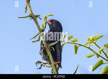 Medium Ground Finch (Geospiza fortis), belongs to the group of Darwin finches, Floreana  Island, Galapagos Islands, Ecuador Stock Photo