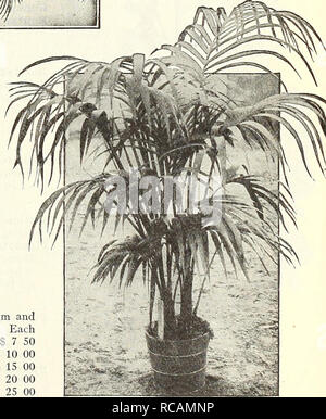 . Dreer's autumn catalogue 1930. Bulbs (Plants) Catalogs; Flowers Seeds Catalogs; Gardening Equipment and supplies Catalogs; Nurseries (Horticulture) Catalogs; Vegetables Seeds Catalogs. We have a nice stock of this useful decorative Palm Phoenix Canariensis offer as under: 8-inch tubs, 30 to 36 inches high 10-inch tubs, 36 to 42 inches high 12-incfi tubs, 42 to 48 inches high 12-inch tubs, very heavy, 54 inches high 12-inch tubs, very heavy, 60 inches high 14-inch tubs, fine specimens, 6 feet high 40 00. M.iii:-ui&gt; Plant of Kentia Forsteriana NOTE—Plants will be sent by Parcel Post if rem Stock Photo