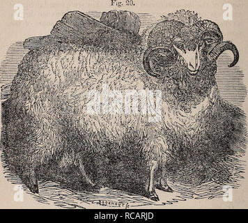 . Domestic animals. Domestic animals. 94 DOMESTIC ANIMALS, Fig. 20 is a spirited cut of a variety of the Merino without dewlap, and with a long and somewhat open rleece.. Merino Buck. Varieties of the Spanish Sheep, Besides several other breeds of sheep in Spain, consisting of long, coarse wool, and that o'f a medium staple, embraced under the different names of Chorinoes, Choaroes or Chunahs, the Merino is dis'inguished by two general divisions; the Transhumantes or travelling, and the JEstantes or stationary flocks. The former are subdivided, acco-ding to the Provinces they occupy, into Leon Stock Photo