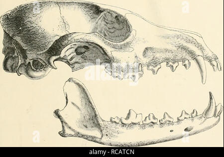 . Dogs, jackals, wolves, and foxes: a monograph of the Canidae. With woodcuts, and 45 coloured plates drawn from nature by J.G. Keulemans and hand-coloured. Canidae. CANIS LAG OPUS. 115 Centimeters. Lentil from snout to root of tail 70*0 „ of tail 31-0 „ from lieel to end of longest digit IS'O „ of ear 4-3 Cranial and Dental Characters. The skull of the Arctic Fox is remarkable at the first glance from its swollen appearance at the root of the muzzle between and beneath the orbits. The postfrontal processes are more or less concave dorsally, and Fifj. 30. ^^^mJj^^'f^^^ &gt; m: .-^, ^ '&quot;&q Stock Photo
