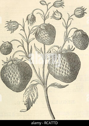 . Ellwanger &amp; Barry's descriptive catalogue of fruits. Fruit Seeds Catalogs; Fruit trees Seeds Catalogs. 59. LA CONSTANTE STRAWBERRY.. Please note that these images are extracted from scanned page images that may have been digitally enhanced for readability - coloration and appearance of these illustrations may not perfectly resemble the original work.. Ellwanger &amp; Barry; Henry G. Gilbert Nursery and Seed Trade Catalog Collection. Rochester, N. Y. : Ellwanger &amp; Barry