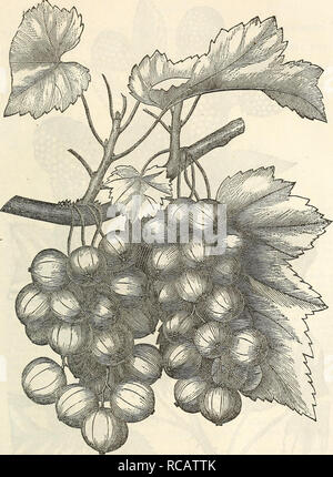 . Ellwanger &amp; Barry's descriptive catalogue of fruits. Fruit Seeds Catalogs; Fruit trees Seeds Catalogs. 13. CHERRY CURRANT,. Please note that these images are extracted from scanned page images that may have been digitally enhanced for readability - coloration and appearance of these illustrations may not perfectly resemble the original work.. Ellwanger &amp; Barry; Henry G. Gilbert Nursery and Seed Trade Catalog Collection. Rochester, N. Y. : Ellwanger &amp; Barry